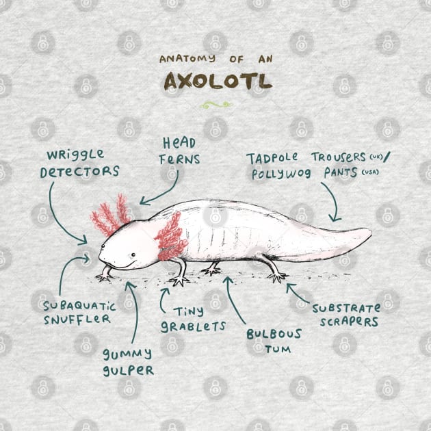 Anatomy of an Axolotl by Sophie Corrigan